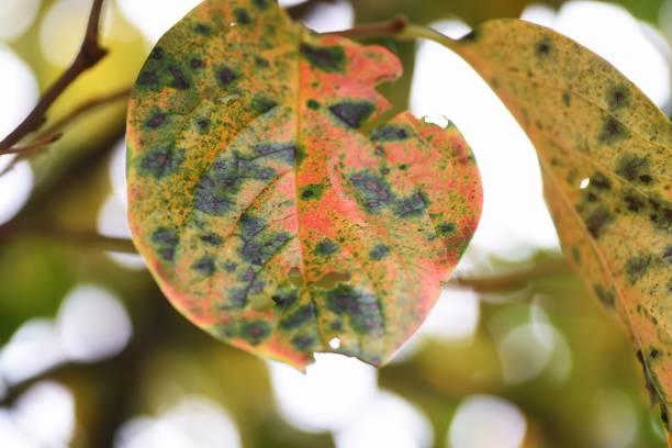 istock Autumn leaves of persimmon. 1342332848