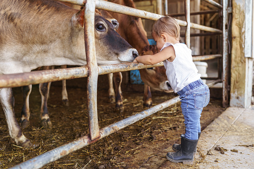 An adorable mixed race one year old toddler girl stands in a barn and looks through a metal gate at a heard of friendly dairy cows. The child enjoys country living with her family and she treats the cows like her pets. Farming, family and lifestyle concepts.