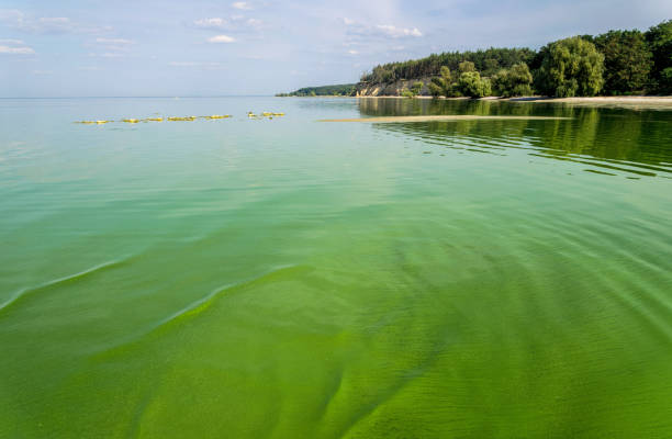 Algae bloom and green polluted water. Ecological crisis and environmental issue