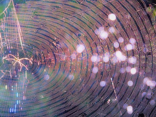 spiderweb spiderweb spinning web stock pictures, royalty-free photos & images