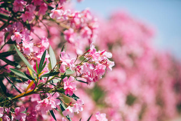 Schöne Oleander im Park – Foto