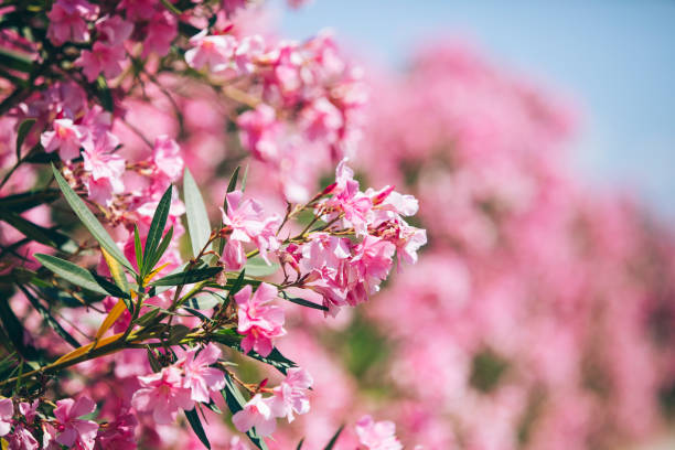 Nerium oleander flowers