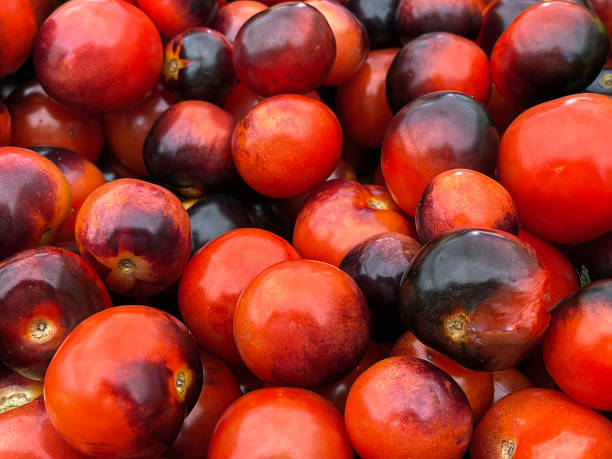 indigo rose tomatoes for sale at a farmer's market, Brooklyn, NY close up of a retail display of a pile of indigo rose tomatoes for sale at a farmer's market in downtown Brooklyn, NY new york marathon photos stock pictures, royalty-free photos & images