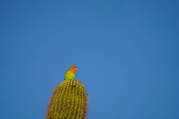 istock Rosy Faced Lovebird 1342343359