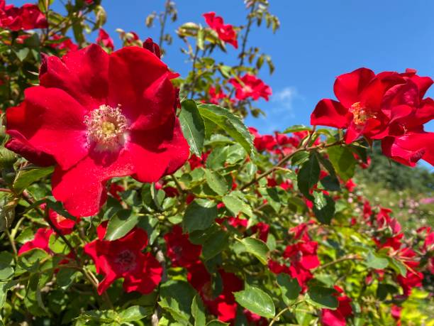 istock Pretty bright Red roses in the garden. 1342344364