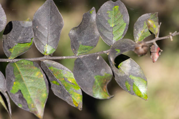Sooty mold on plant leaves stock photo