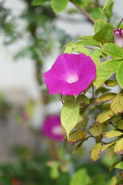 istock Japanese morning glory flowers 1342347958