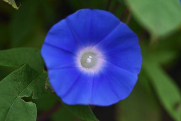 istock Japanese morning glory flowers 1342347961