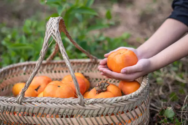Photo of Take out a persimmon from the persimmon basket by hand