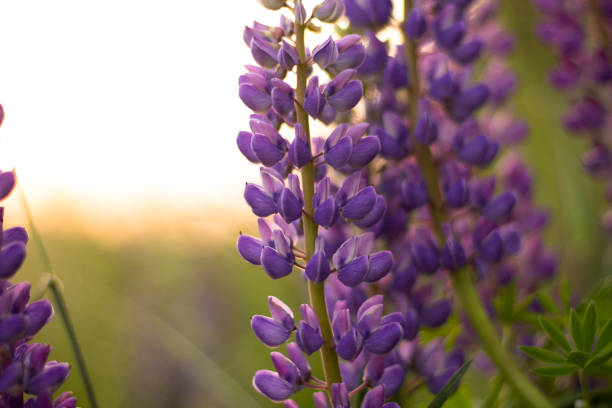 verschwommenes feld von violetten lupinen in den strahlen des sonnenuntergangs. hintergrund, selektiver fokus. - flower spring field nature stock-fotos und bilder