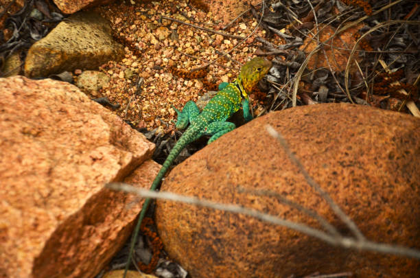 ошейниковая ящерица в оклахоме - lizard collared lizard reptile animal стоков�ые фото и изображения