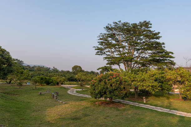 istock Tall trees with strange looks in the park 1342351886