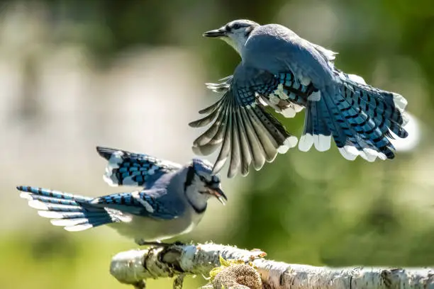 Blue jay birds wings spread out. In flight