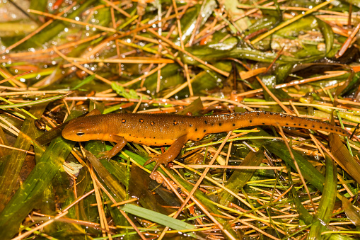 A close up of a Red-spotted Newt found at Loon Lake in the Adirondacks.
