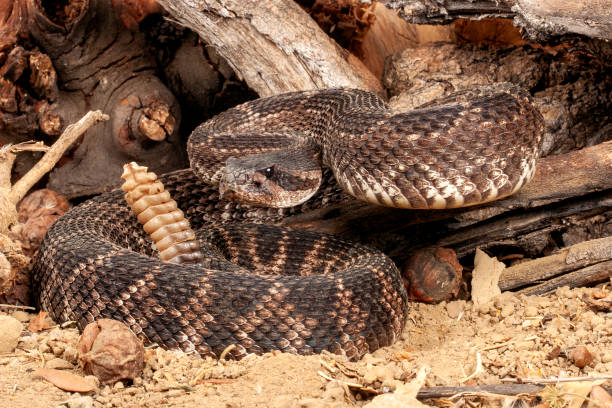istock Close-up of a Southern Pacific Rattlesnake. 1342361026