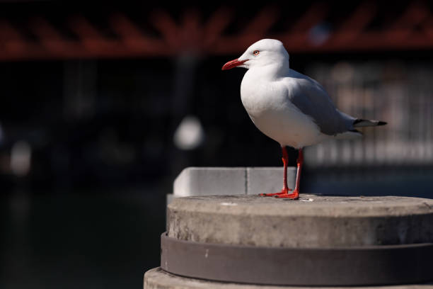 Close-up of a seagull with the sea and sky horizon in Cadiz, Spain.