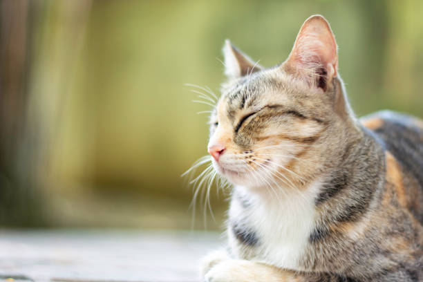 istock Closed up cat tabby with a tiger pattern sleeping on the floor, Thai cat breed relaxing, Free copy space. 1342363984