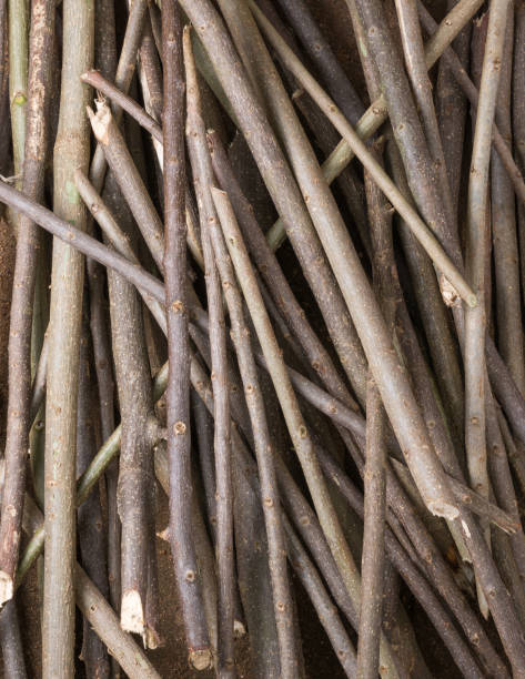 istock wood sticks or cut and collected firewood background texture 1342364057