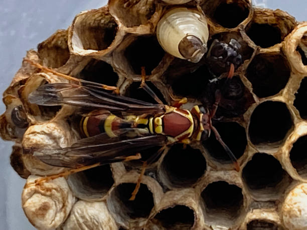 istock A Worker Paper Wasp Tend to a Nest 1342364646