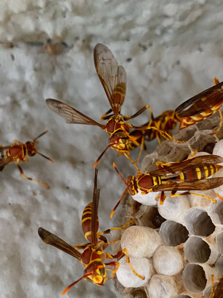 istock Worker Paper Wasps Tend to a Nest 1342364667