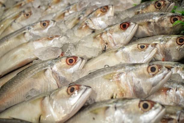 istock Fresh fish sold in traditional markets 1342364828