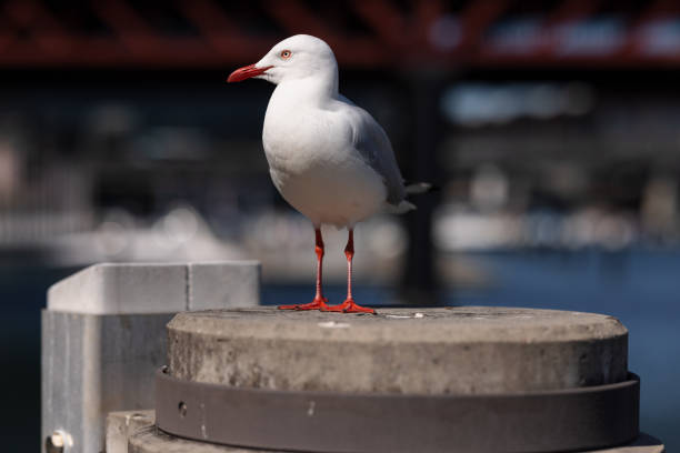istock Seagull resting by the sea 1342364869