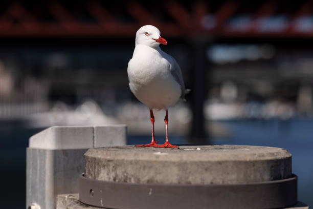 A silver Gul, Chroicocephalus novaehollandiae, on a mooring post.
