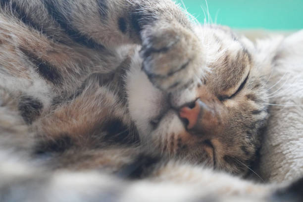 istock Cat sleeping in the house 1342366121