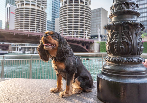 istock A cute cavalier king charles spaniel dog goes for a walk in Chicago 1342368548