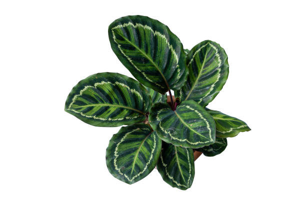 istock Green tree and flowers in pots decoration isolated on white background with copy space and clipping path. 1342372061