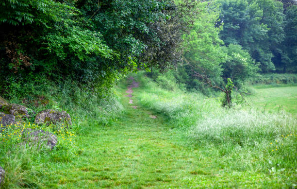 istock Green lawn overgrown with grass along dense trees in summer 1342374780