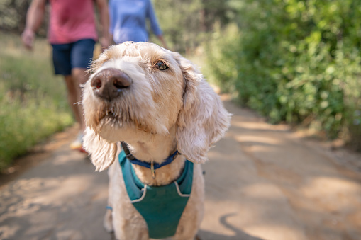 A beautiful dog comes up close to the camera while on a hike in the mountains.