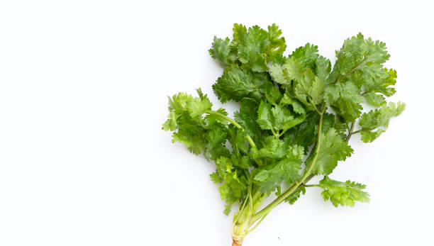 istock Fresh coriander leaves on white background. 1342376791