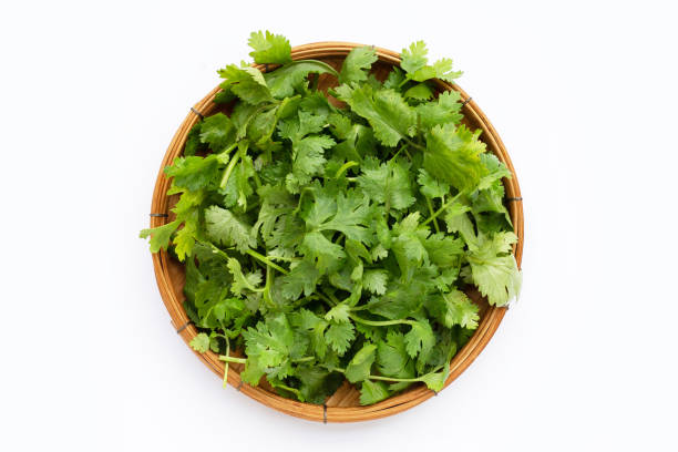 istock Fresh coriander leaves on white background. 1342376798