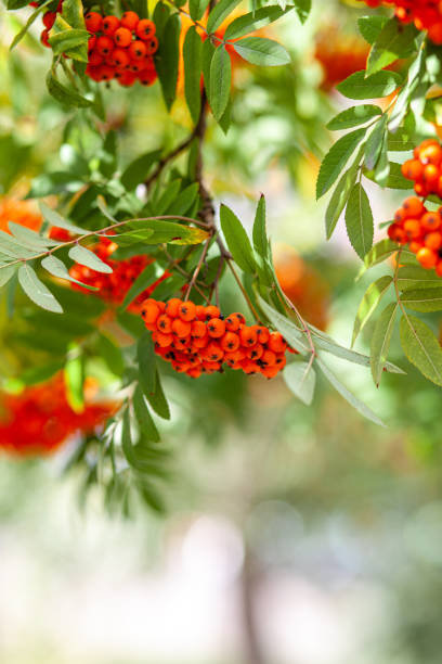 Mountain rowan ash branch berries on blurred green background. Mountain rowan ash branch berries on blurred green background. Autumn harvest still life scene. Soft focus backdrop photography. Copy space. rowanberry stock pictures, royalty-free photos & images