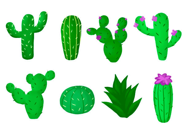ilustrações de stock, clip art, desenhos animados e ícones de set of cacti, decorative cacti in pots enjoyable cactus set cartoon set icon cactus with flower - claret cup cactus illustrations
