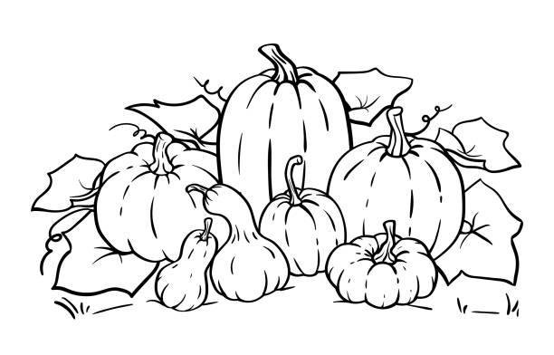 Vector pumpkin line art, outline illustration for coloring pages, coloring book. Pumpkins and gourds different sizes and various shapes. autumn coloring pages stock illustrations
