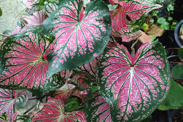 istock Caladium bicolor with pink leaf and green veins (Florida Sweetheart) 1342380986