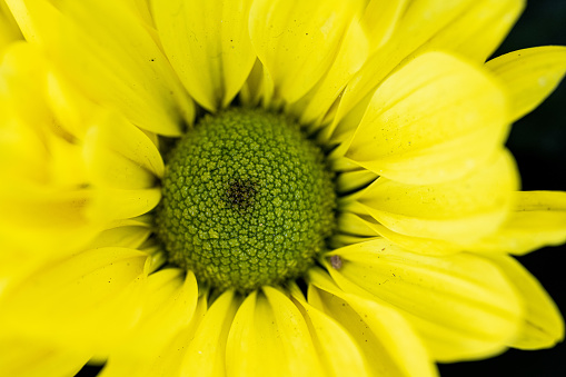 Extreme close-up macro photo of a yellow flower in bloom.