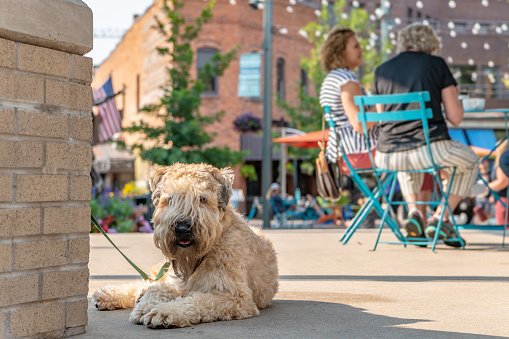 Fort Collins, CO - August 30,2021: A cute terrier dog rests in the town square while its owners enjoy the day.