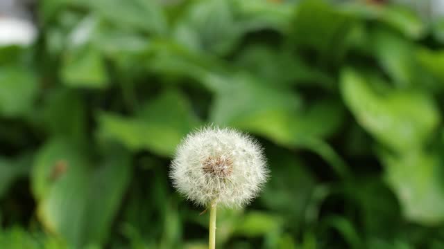 Dandelion Swinging with the wind