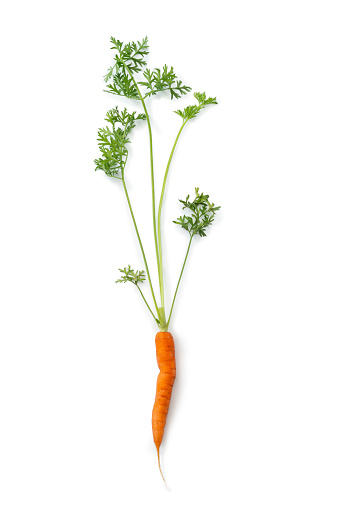 One Carrot Isolated on White Background, high angle view.