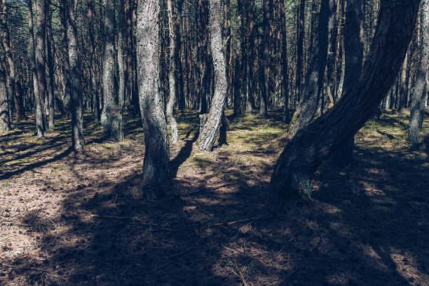 istock dancing forest trees of curonina spit covered with moss and lichen on sunny spring day 1342390830