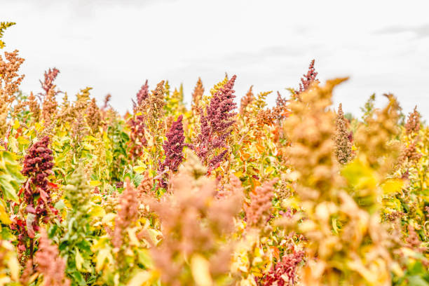 istock Ripe Quinoa Harvest in Autumn Field 1342392463