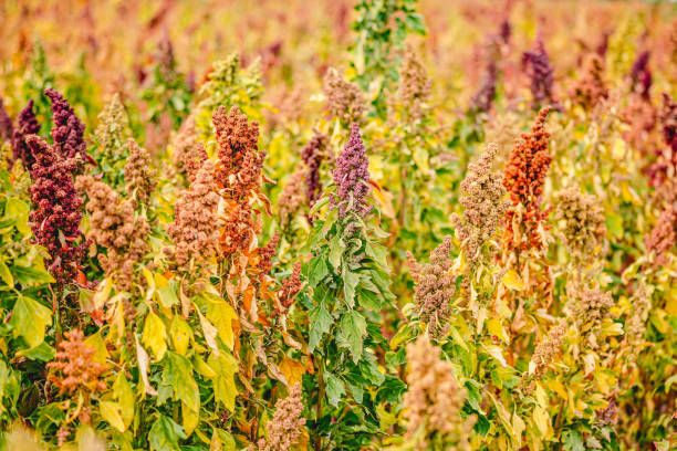 istock Ripe Quinoa Harvest in Autumn Field 1342392489
