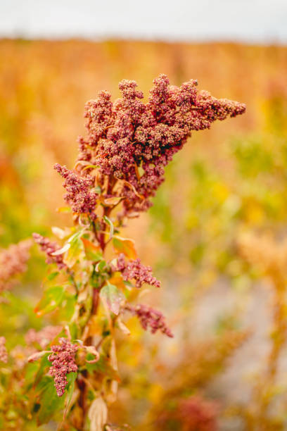 istock Ripe Quinoa Harvest in Autumn Field 1342392510