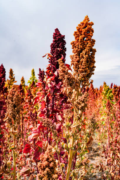 istock Ripe Quinoa Harvest in Autumn Field 1342392614