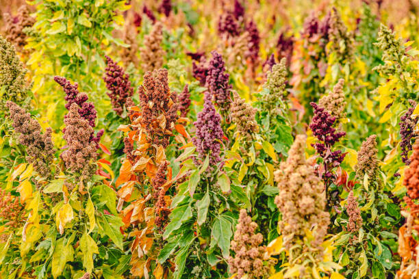 istock Ripe Quinoa Harvest in Autumn Field 1342392636