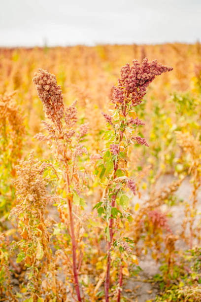 istock Ripe Quinoa Harvest in Autumn Field 1342392646