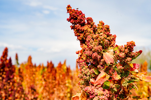 Ripe Quinoa Harvest in Autumn Field